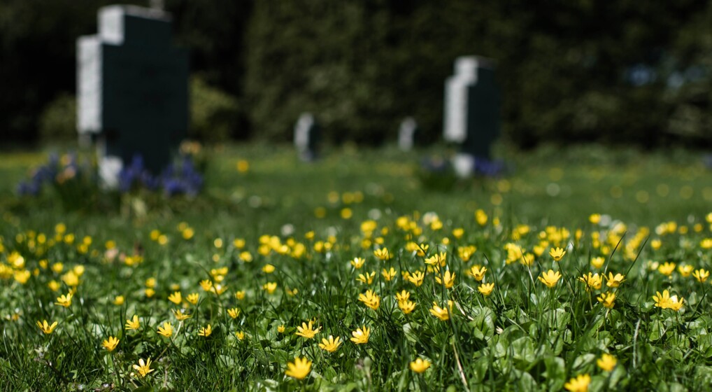 Vorterod får lov at stå, mens den er i blomst. Først når den er afblomstret, bliver der slået græs, her på De tyske grave. Vorterod får lov at stå, mens den er i blomst. Først når den er afblomstret, bliver der slået græs, her på De tyske grave.