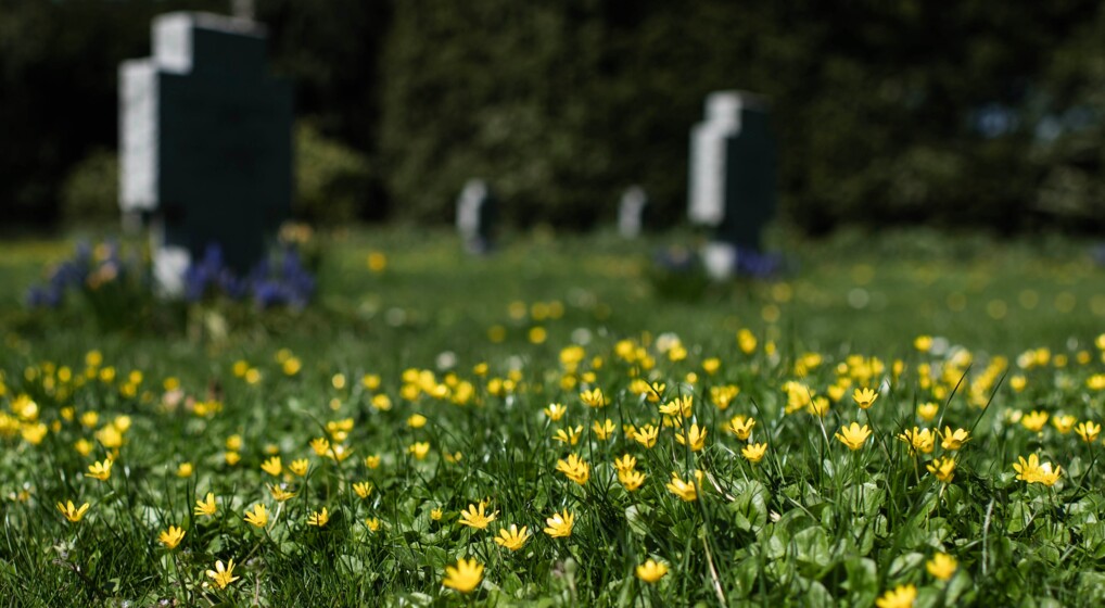 Vorterod får lov at stå, mens den er i blomst. Først når den er afblomstret, bliver der slået græs, her på De tyske grave. Vorterod ved Fredens Kirke i Svendborg
